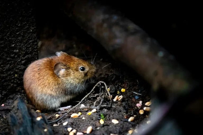 When to Call an Exterminator for Mice