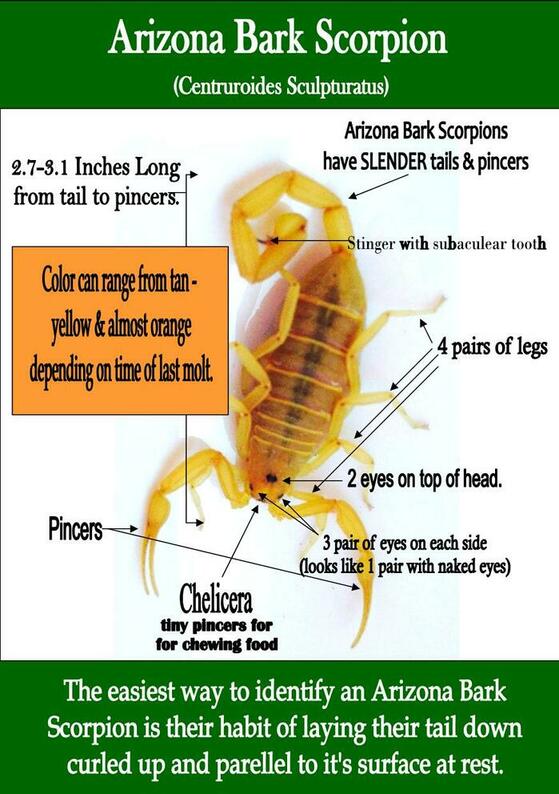 Scorpion Sealing Phoenix