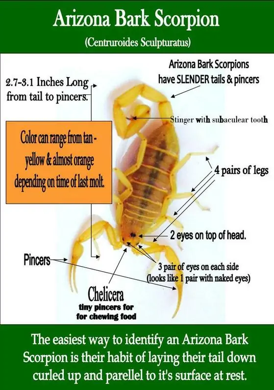 Scorpion Sealing Phoenix