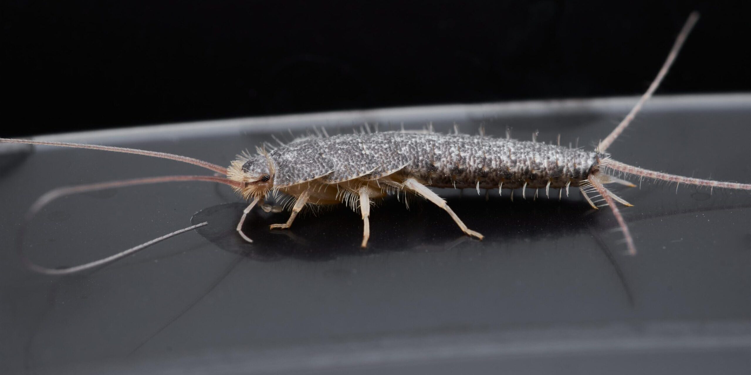 How to Exterminate Silverfish
