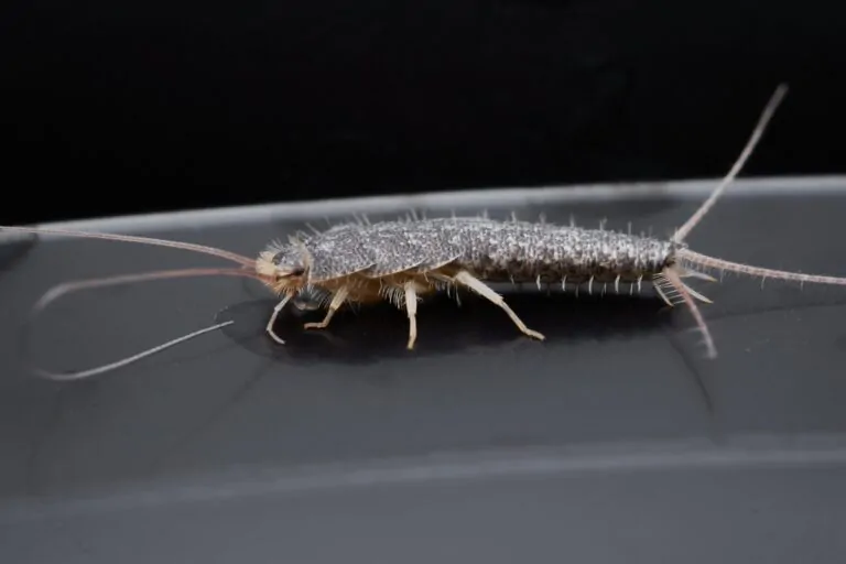 How to Exterminate Silverfish