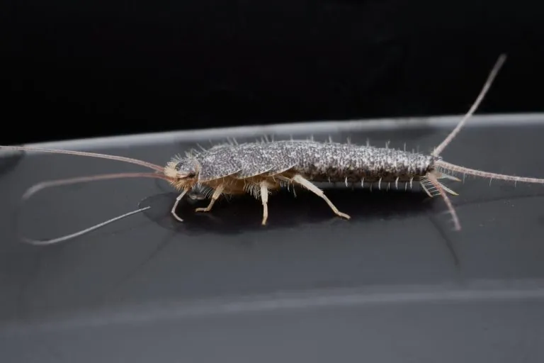 How to Exterminate Silverfish