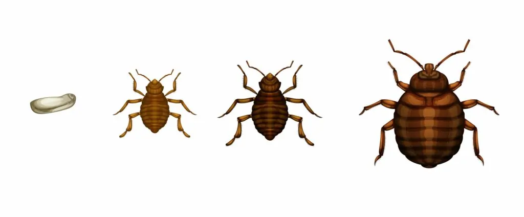 Life Cycle of Bed Bugs