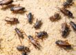 How to Get Rid of Crickets in the House