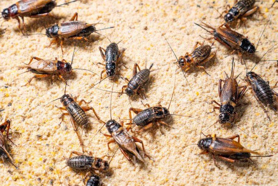 How to Get Rid of Crickets in the House