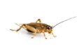 How to Get Rid of House Crickets