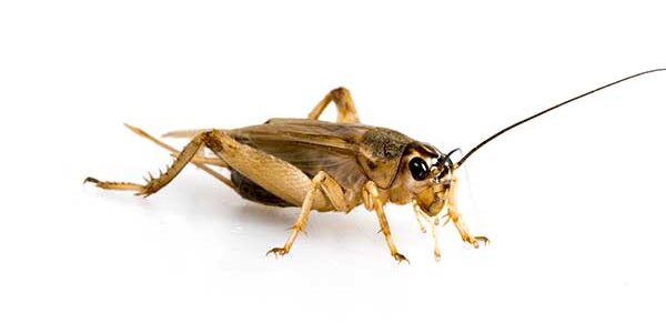 How to Get Rid of House Crickets
