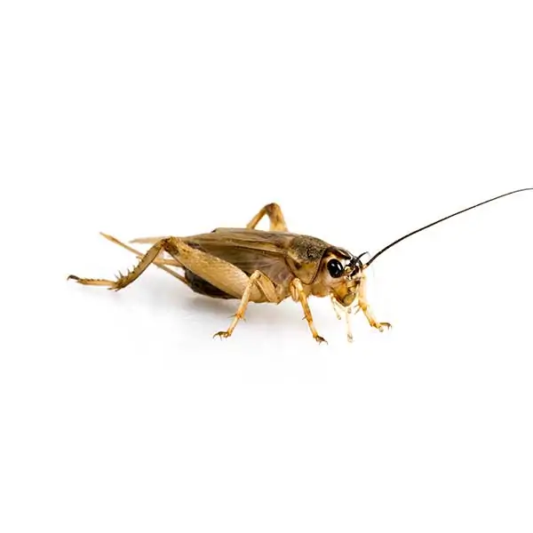 How to Get Rid of House Crickets