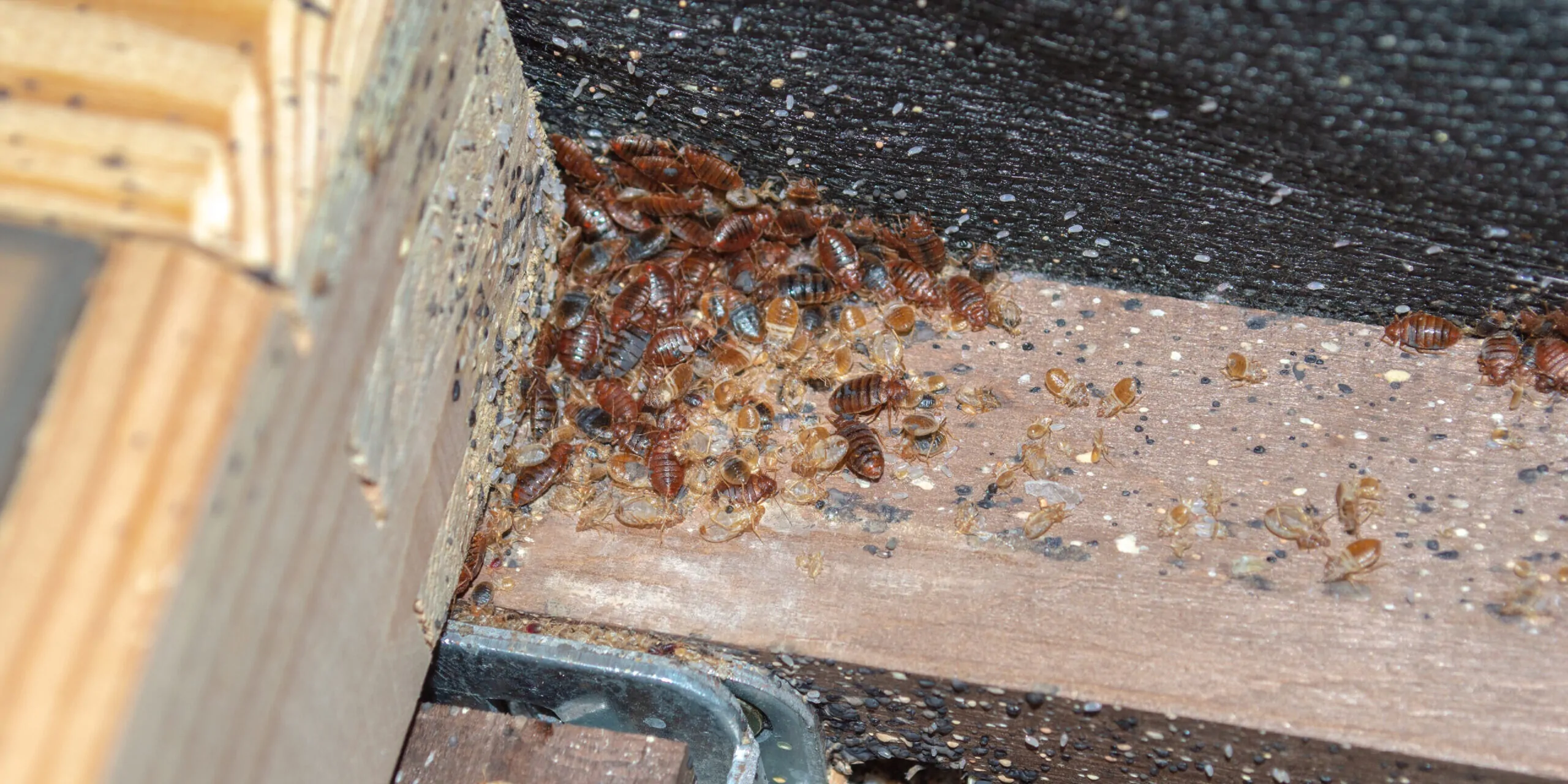 How Exterminators Get Rid of Bed Bugs