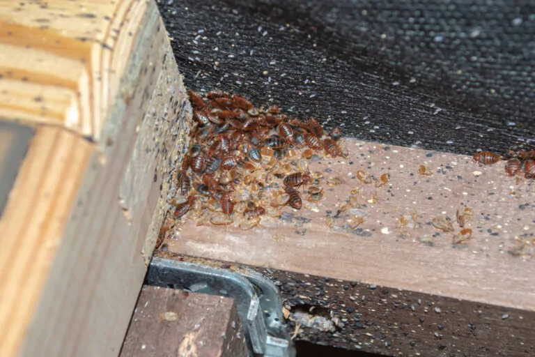 How Exterminators Get Rid of Bed Bugs