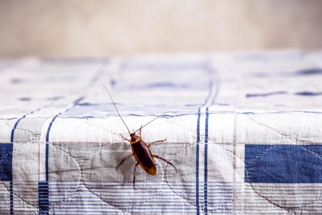 COCKROACH CLIMBINg