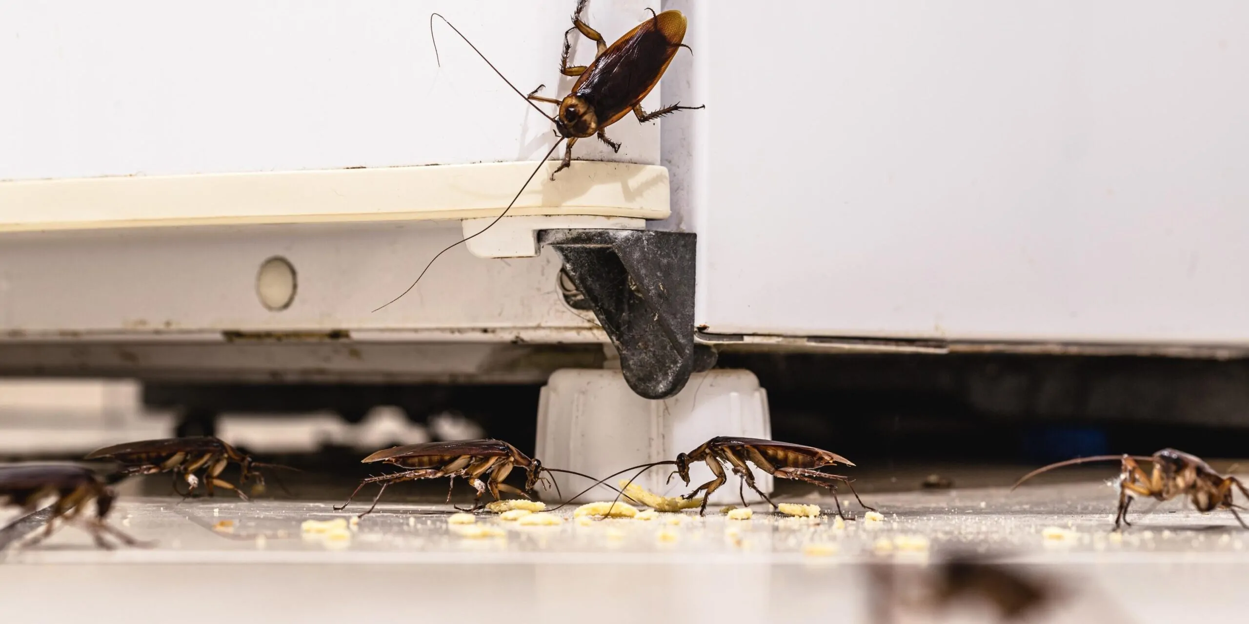 Cockroach Infestation Treatment