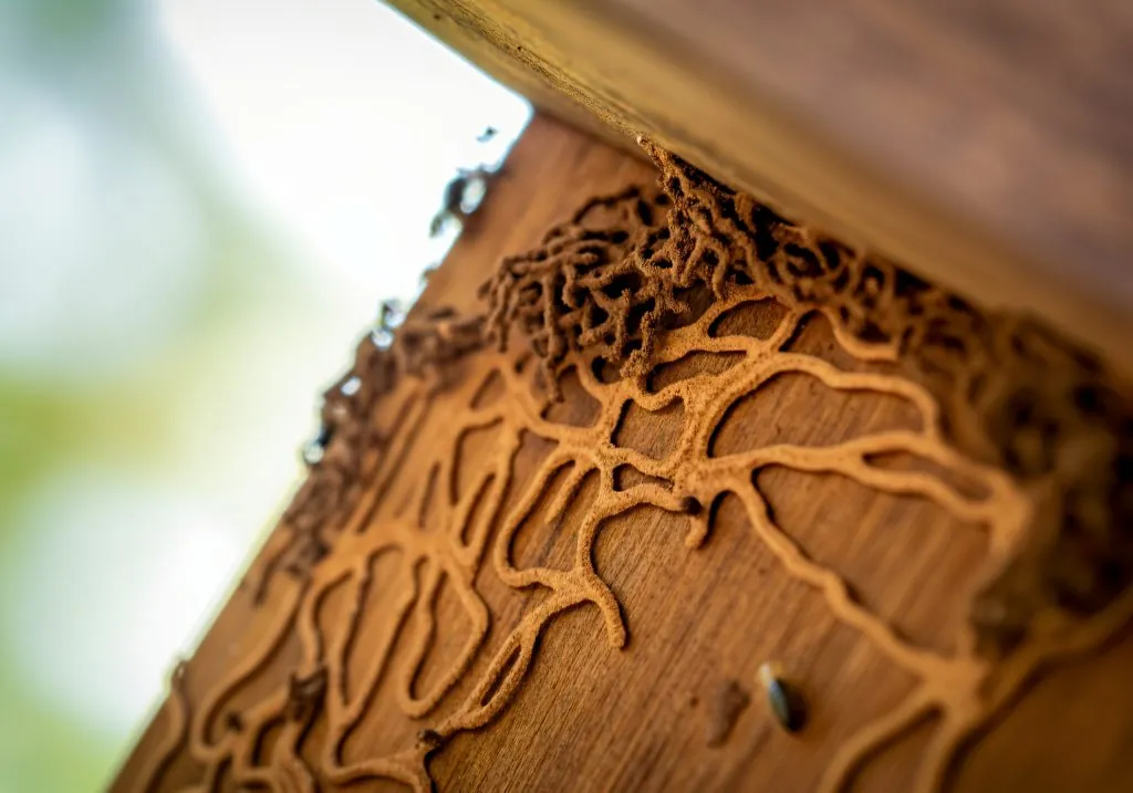 Termite Infested Wood
