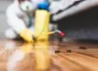Pest Control Services