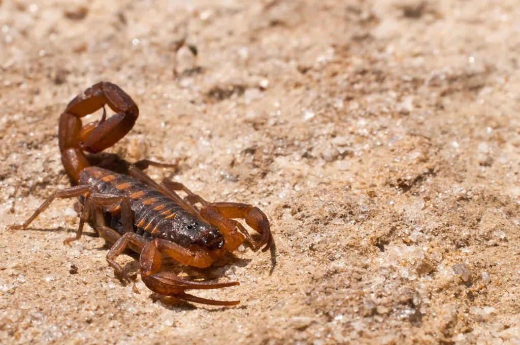 Scorpion Control