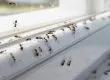 Practical Ways to Pest-Proof Your Phoenix Home