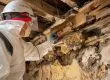 Structural Pest Control