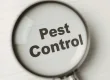 Fall Pest Control Checklist for Homeowners in Arizona