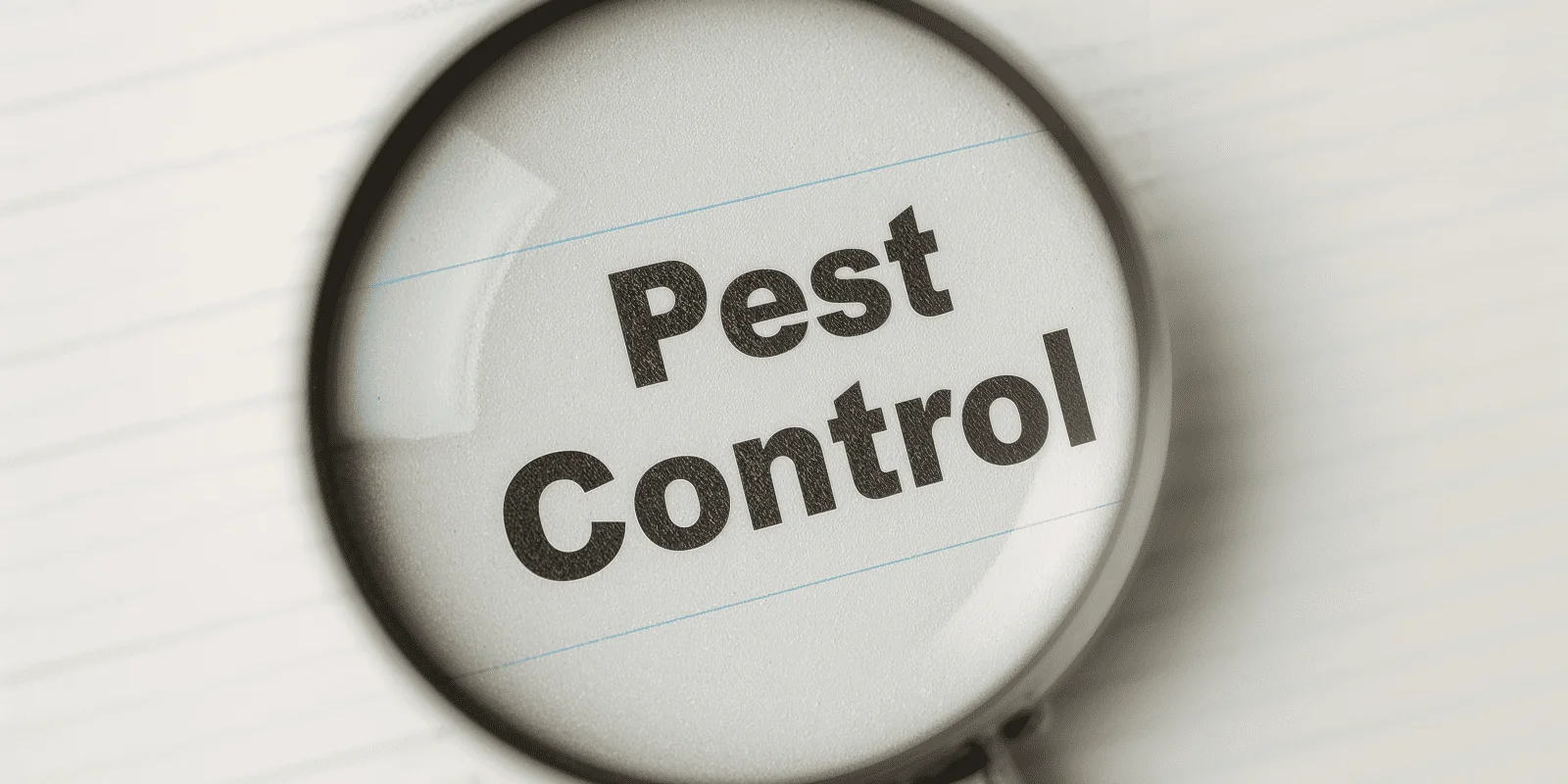 Fall Pest Control Checklist for Homeowners in Arizona