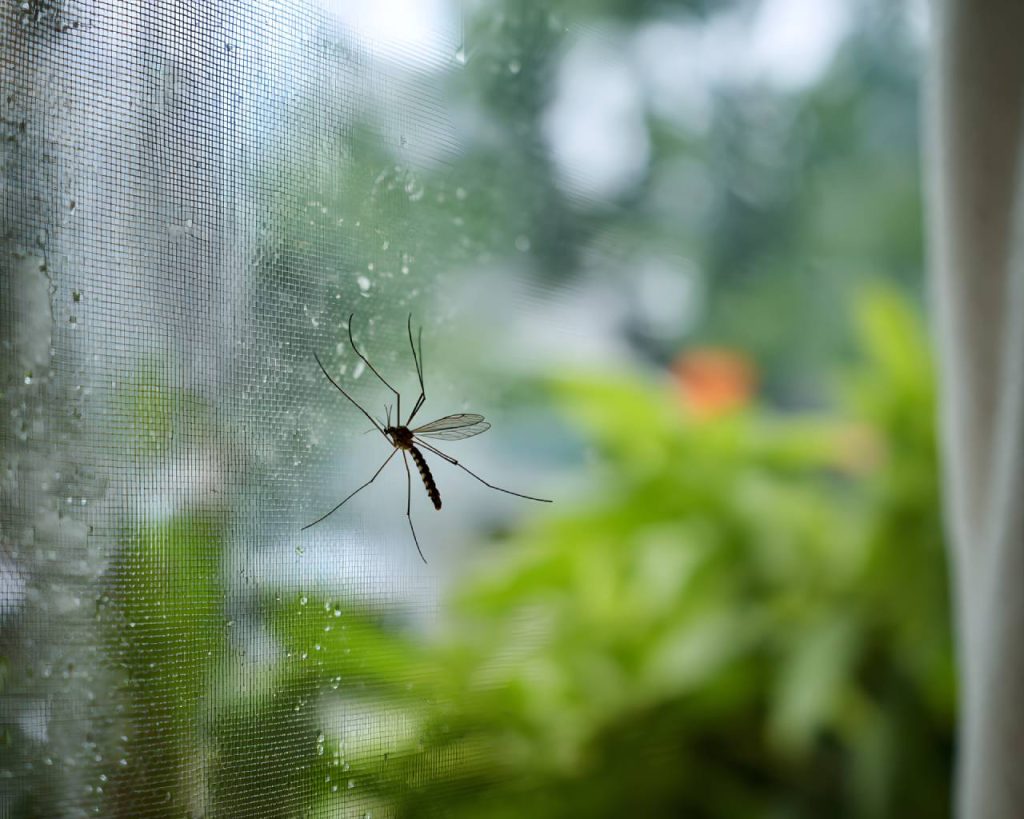 Mosquito resting on a window’s mosquito net