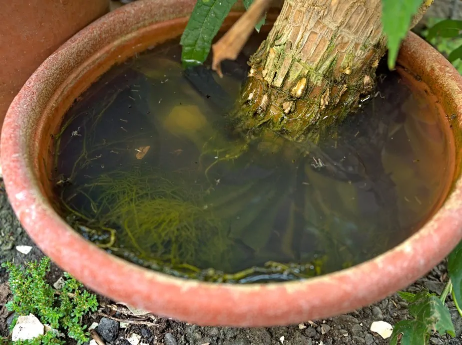 Mosquito larvae in stagnant water inside a potted plant showing need for year-round mosquito control