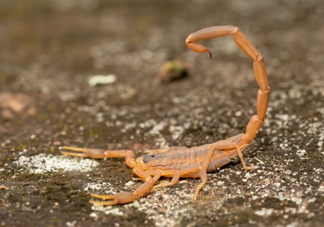 A pale brown bark scorpion with its tail raised on a rock surface, highlighting the need for scorpion control in Phoenix homes.