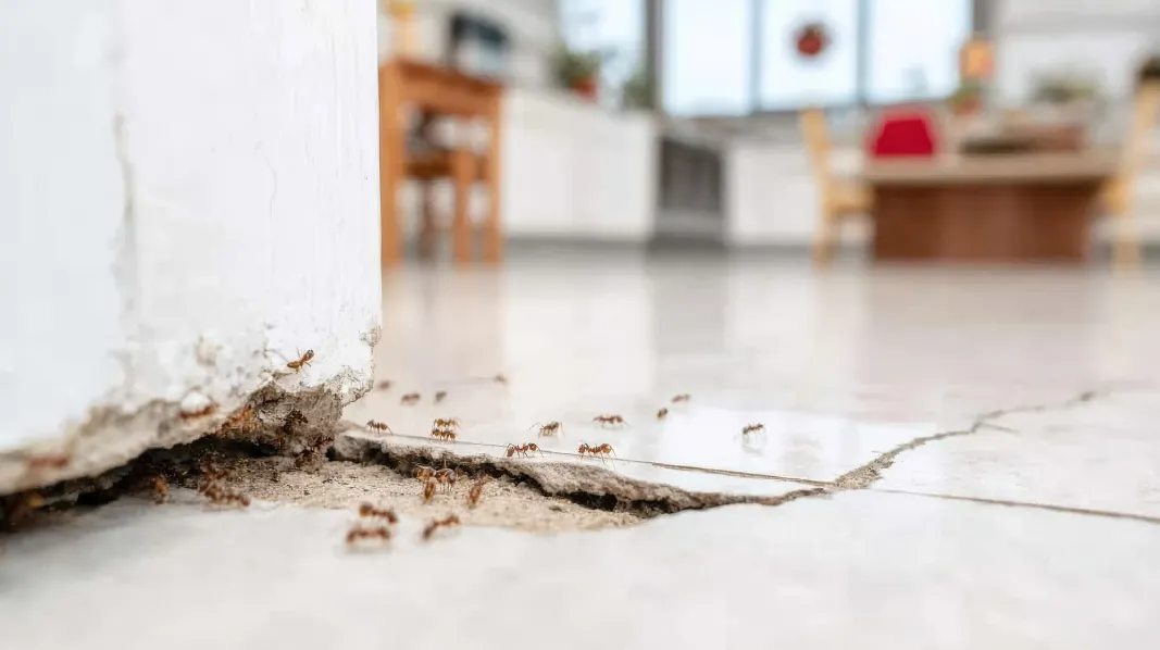 How to Get Rid of Fire, Argentine and Desert Ants: Ant Control Phoenix AZ 1 Ants entering a home through a foundation crack requiring professional ant control Phoenix