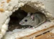 Rodents in Maricopa County damaging insulation inside a home wall