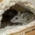 Rodents in Maricopa County damaging insulation inside a home wall