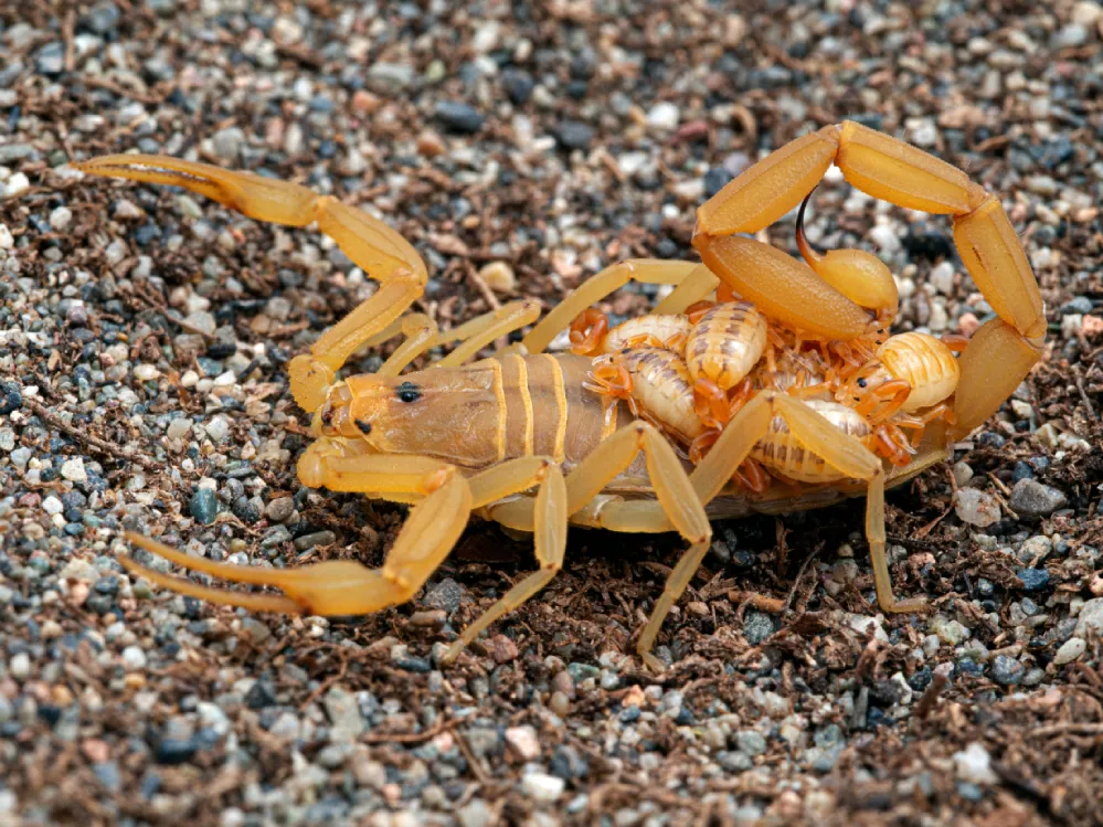 A mother scorpion carrying babies on her back, showing why year-round residential spray Phoenix homeowners use is critical for desert pest control.