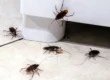 Late summer cockroach activity near a kitchen cabinet in a Phoenix home