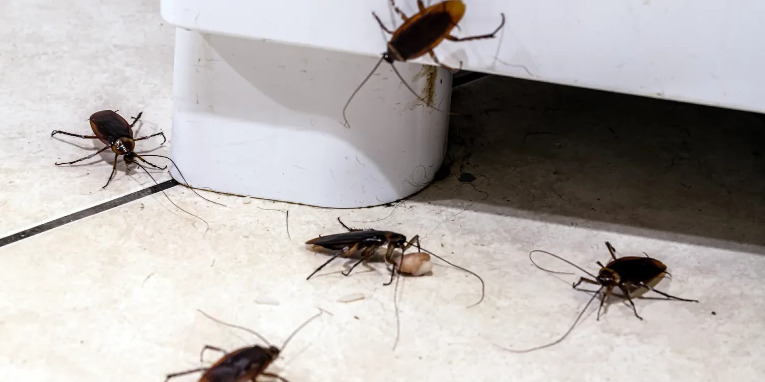 Late summer cockroach activity near a kitchen cabinet in a Phoenix home