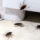 Late summer cockroach activity near a kitchen cabinet in a Phoenix home