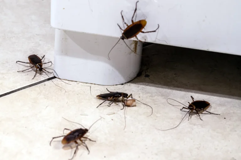 Late summer cockroach activity near a kitchen cabinet in a Phoenix home