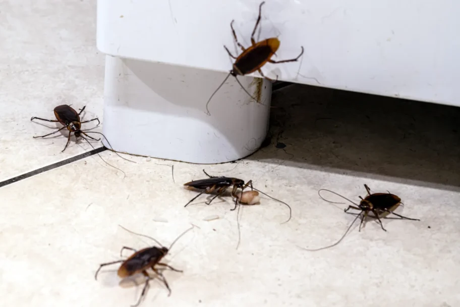 Late summer cockroach activity near a kitchen cabinet in a Phoenix home