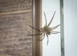 Large spider near a door frame, a common sight during fall pest control Phoenix season