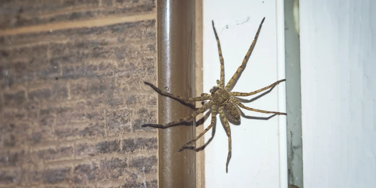 Large spider near a door frame, a common sight during fall pest control Phoenix season