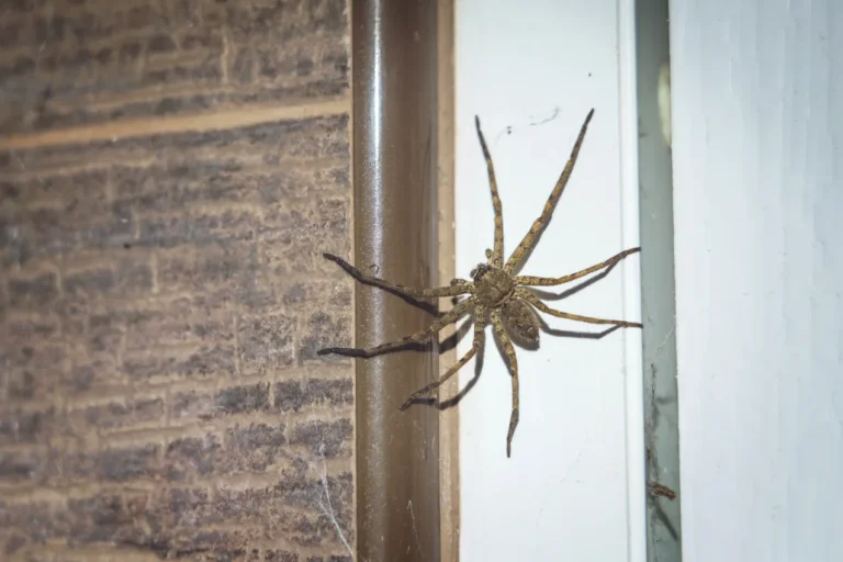 Large spider near a door frame, a common sight during fall pest control Phoenix season